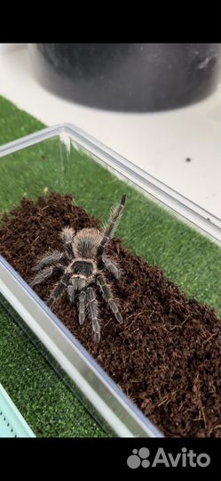 Паук птицеед