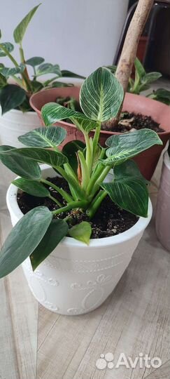 Алоказия, филодендрон, финиковая пальма, кислица