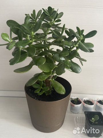 Толстянка денежное дерево