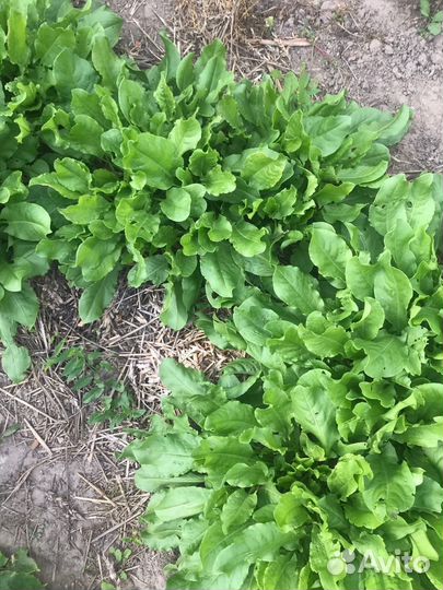 Саженцы садового щавеля