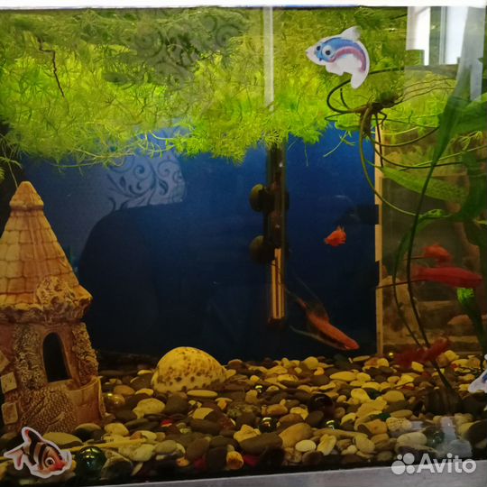 Аквариум+рыбки