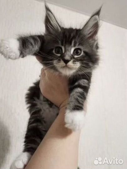 Котята мейн-кун