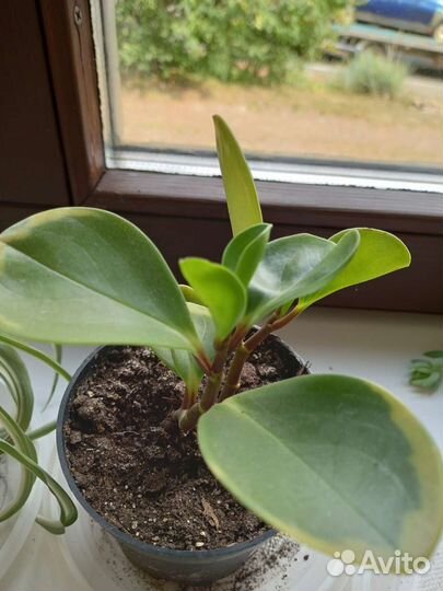 Комнатные растения. Толсянки, алоэ вера, пеперомия