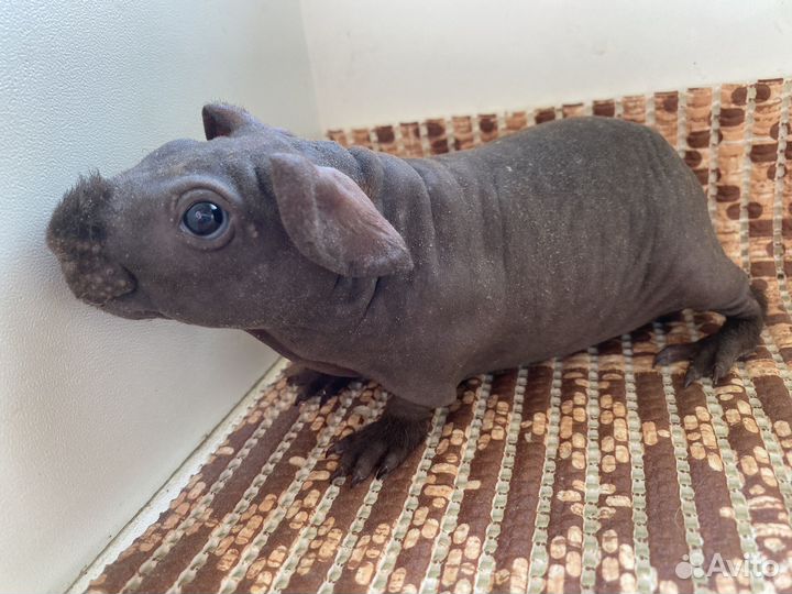 Морская свинка скинни малыш