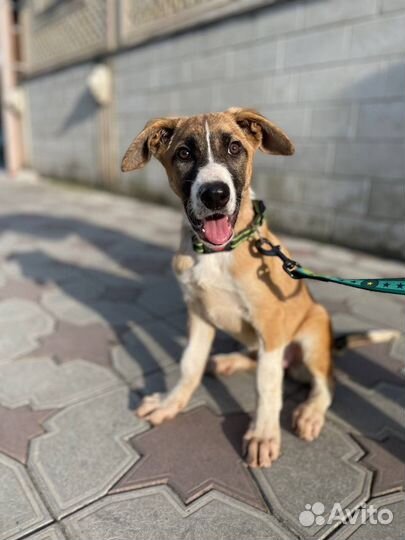 Чудесный щенок в добрые руки