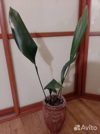 Аспидистра элатиор взрослая