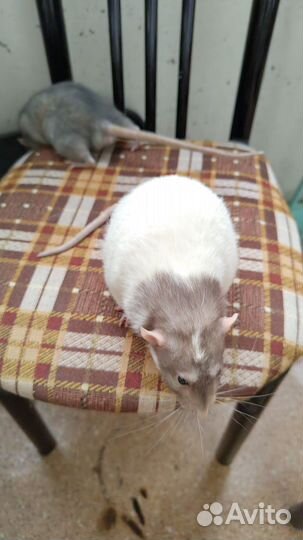 Декоративные крысы с клеткой