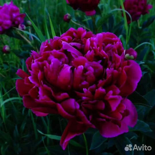 Пионы разные кусты большие