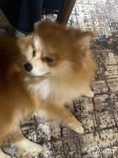 Собака в добрые руки отдам бесплатно