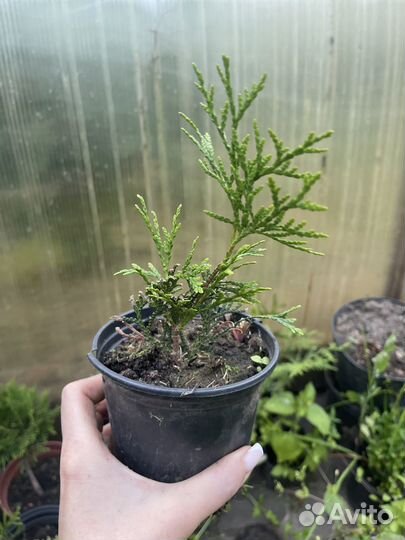 Саженцы туя