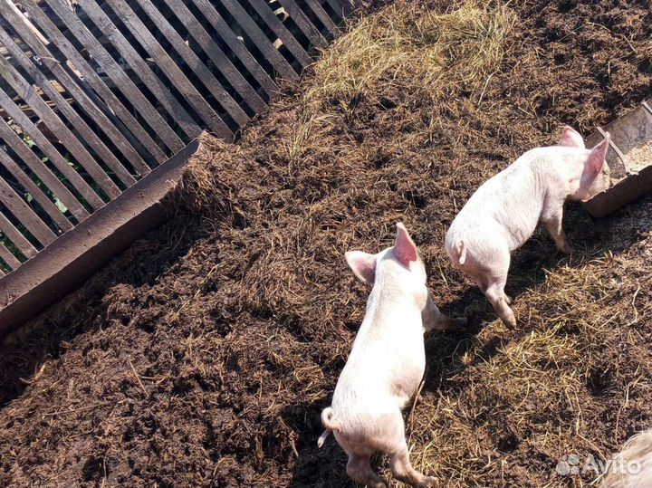 Поросятки молоденькие 3х месечные продаются цена