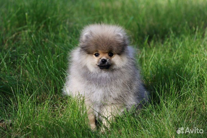 Щенки шпица