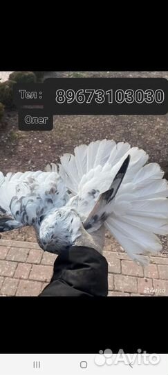 Голуби Николаевские