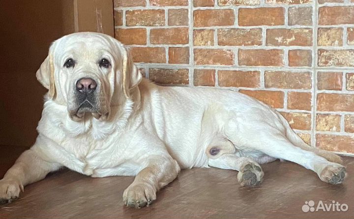 Лабрадоры. Щенки с отличной родословной
