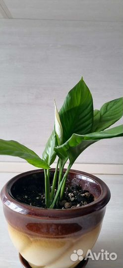 Спатифиллум