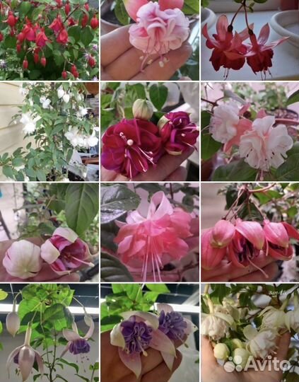 Фуксии сортовые