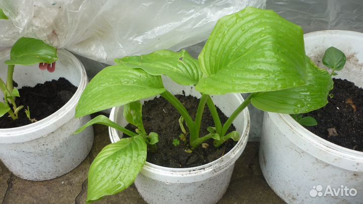 Коста белая