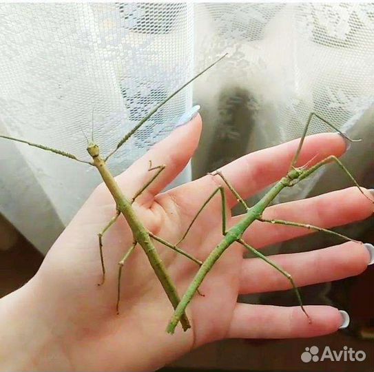 Палочники