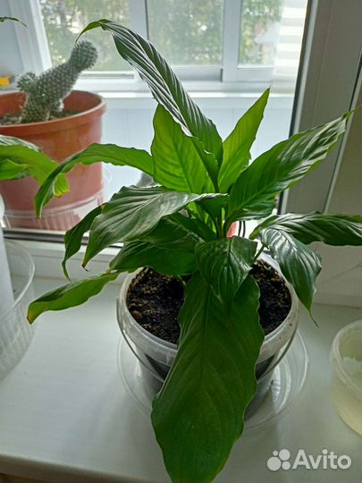 Спатифиллум