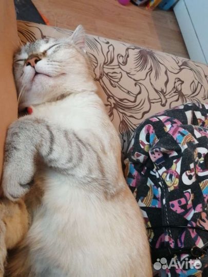 Кошка в дар бесплатно