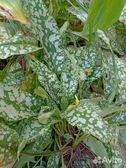 Купена, медуница