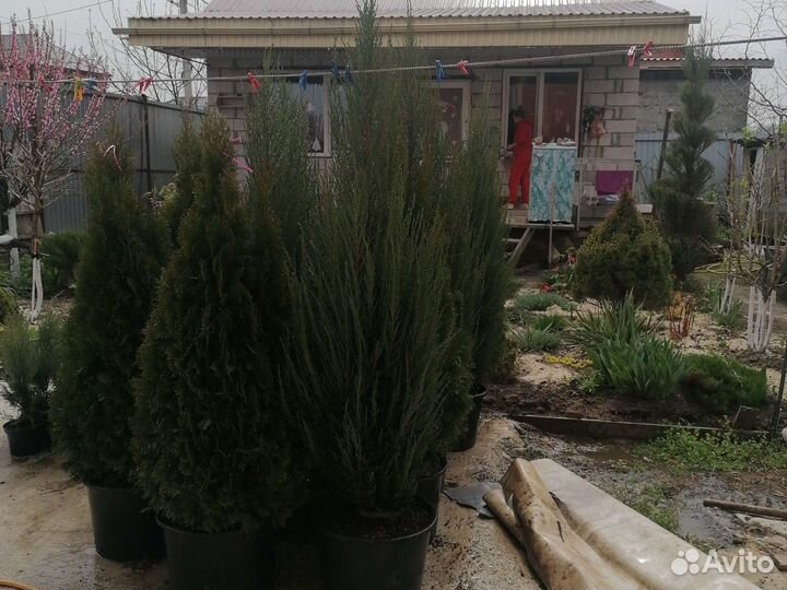 Можжевельник блю арроу