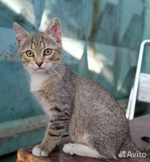 Котенок в добрые руки бесплатно
