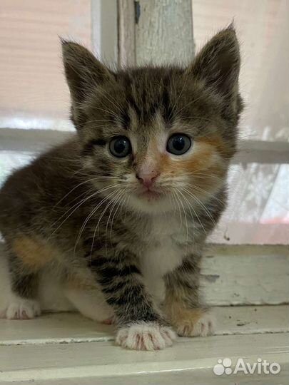 Котята в добрые руки бесплатно