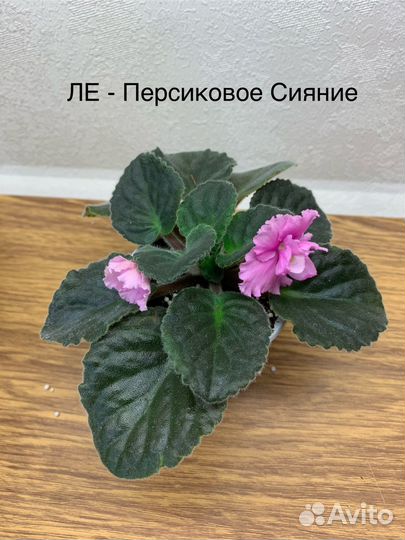 Фиалки цветущие в горшке