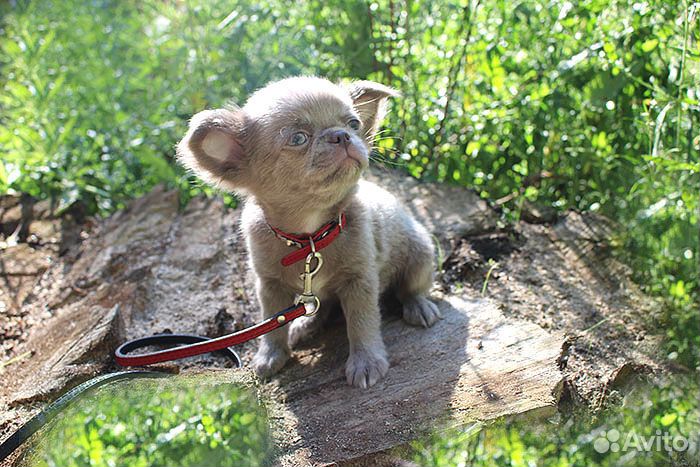 Лиловое чудо