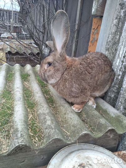 Кролики Бельгийский великан
