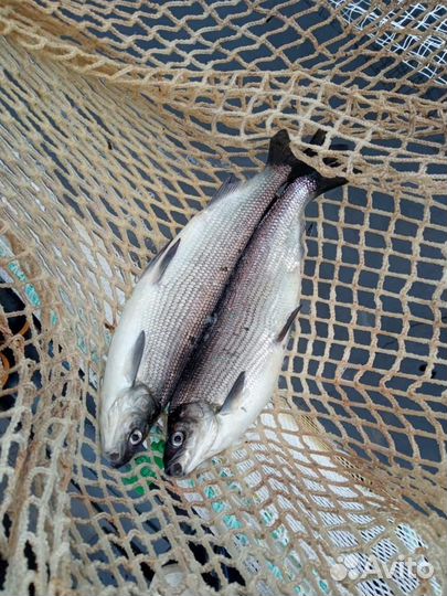 Продается живая форель