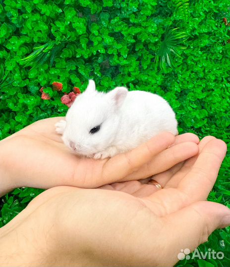 Мини карликовый кролик - нежное чудо меньше ладони