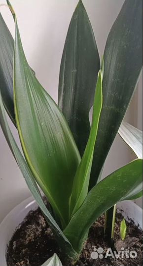 Сансевиерия сортовая