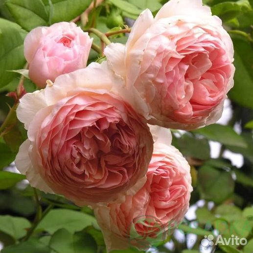 Розы зкс, разные, есть штамбовые. См.текст