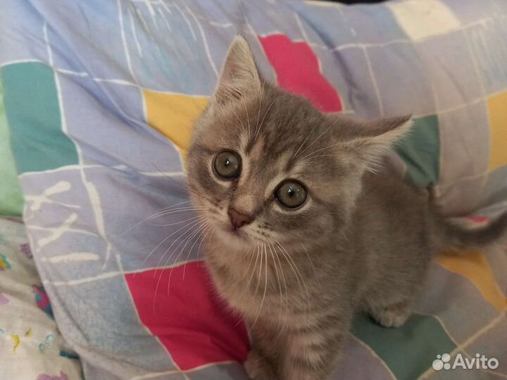 Кошка в дар