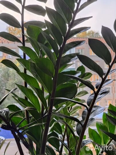 Замиокулькас