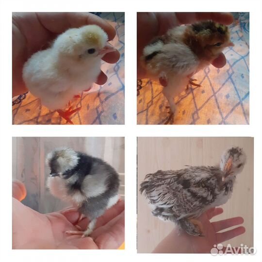 Цыплята суточные