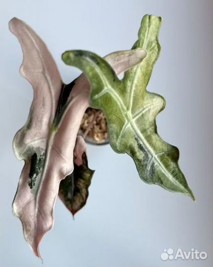 Alocasia Nobilis Pink var