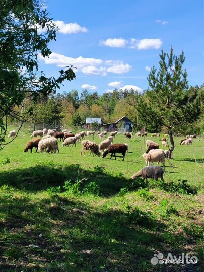 Бараны-овцы Куйбышевской породы на племя