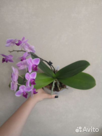 Орхидея фаленопсис