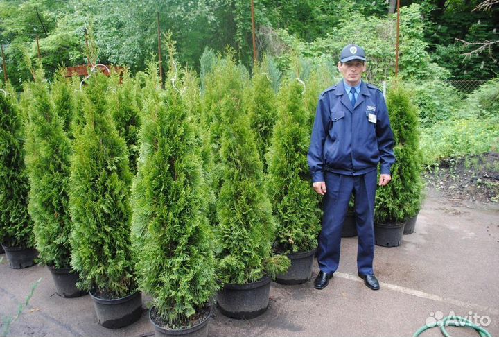 Туя вип Колумна