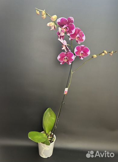 Орхидея фаленопсис