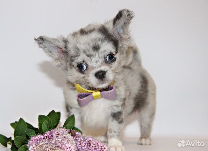 Нарядный пупсик