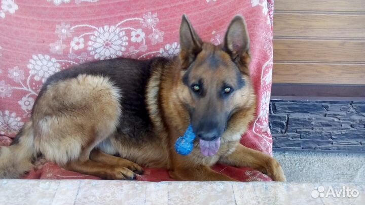 Кобель для вязки