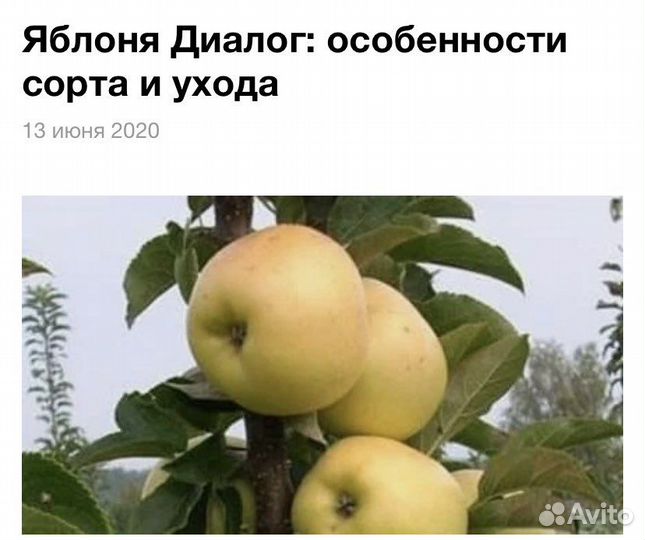 Саженцы весна-2024