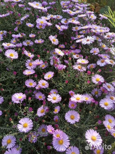 Сентябринки