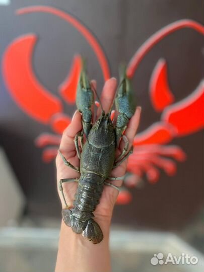 Живые раки с доставкой