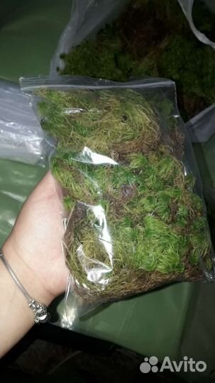 Сфагнум для орхидей, цветов