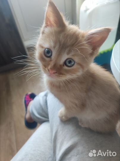 Котёнок мейн-кун